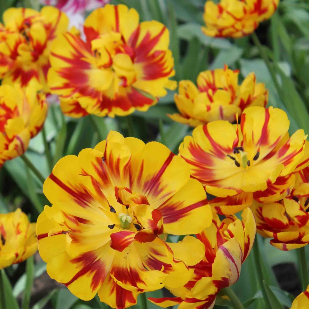 Tulipe double tardive Nizza