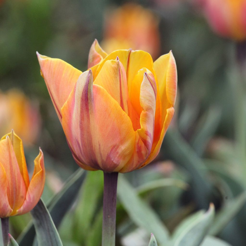Tulipe double tardive Orange Princess - Tulipe à fleurs de pivoine