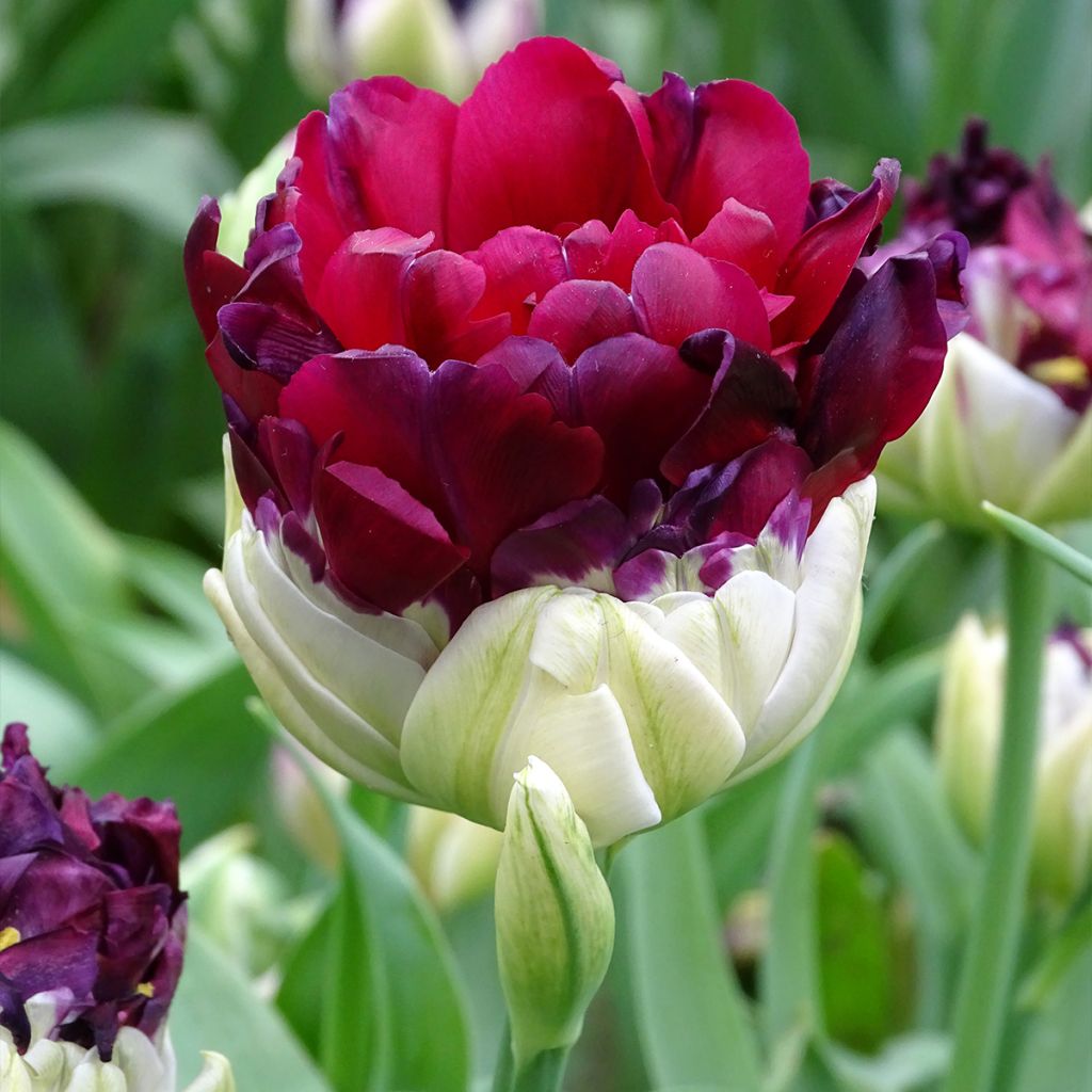 Tulipe double tardive Pop Up Purple - Tulipe à fleurs de pivoine