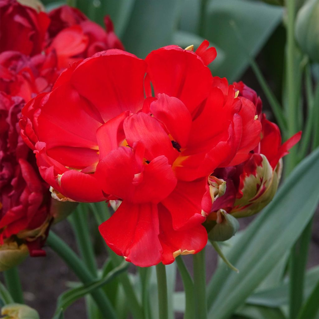 Tulipe double tardive Pop Up Red - Tulipe à fleurs de pivoine