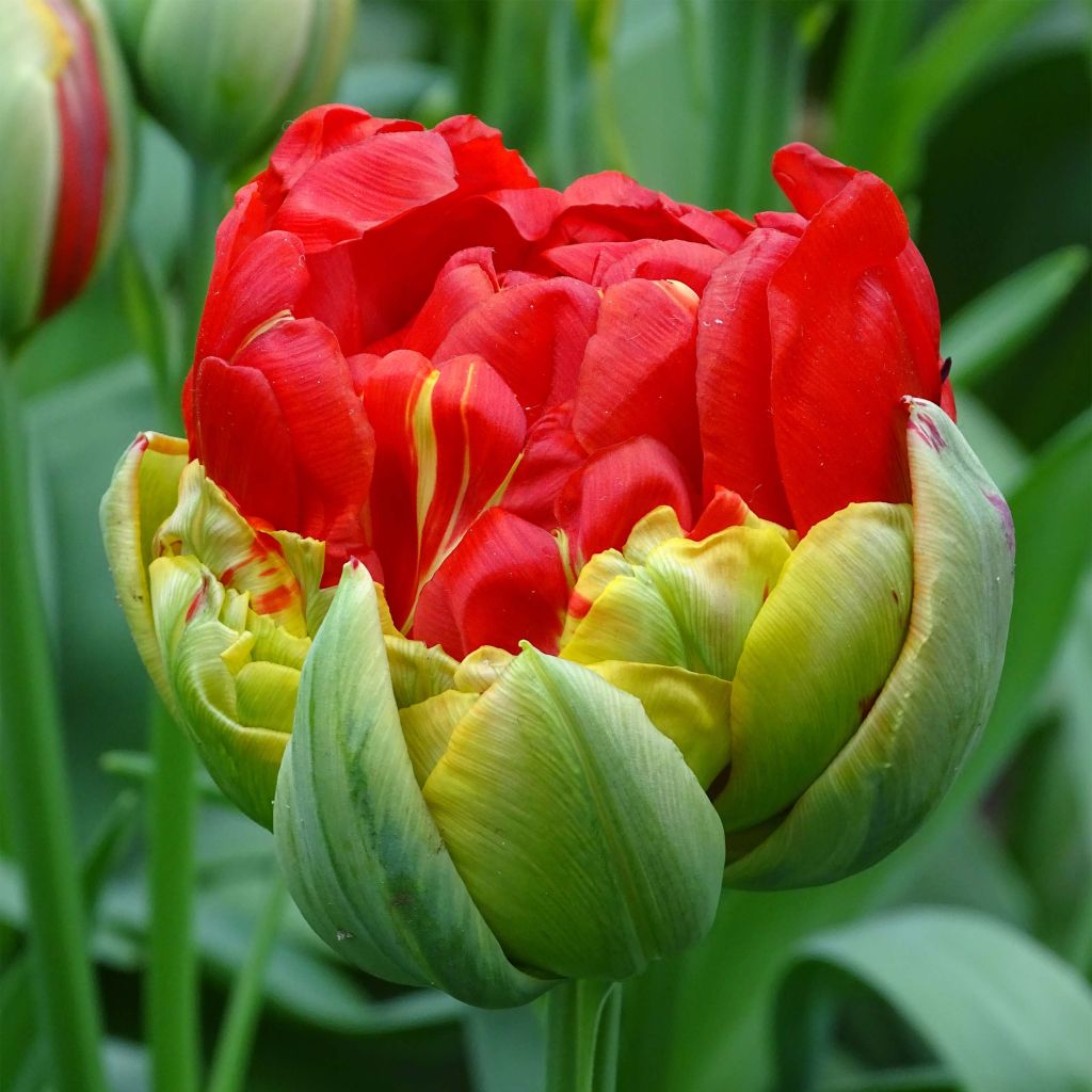 Tulipe double tardive Pop Up Red - Tulipe à fleurs de pivoine