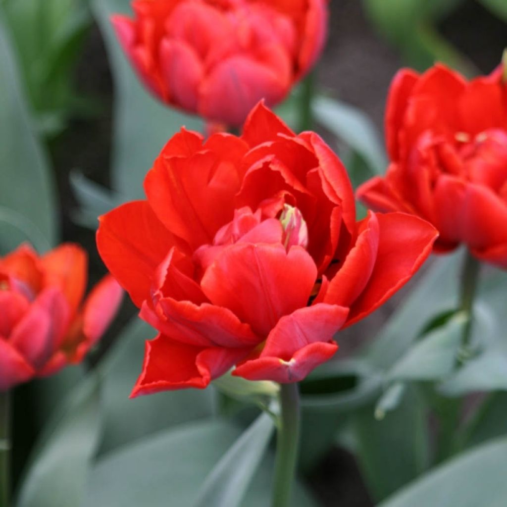 Tulipe Double Red Princess