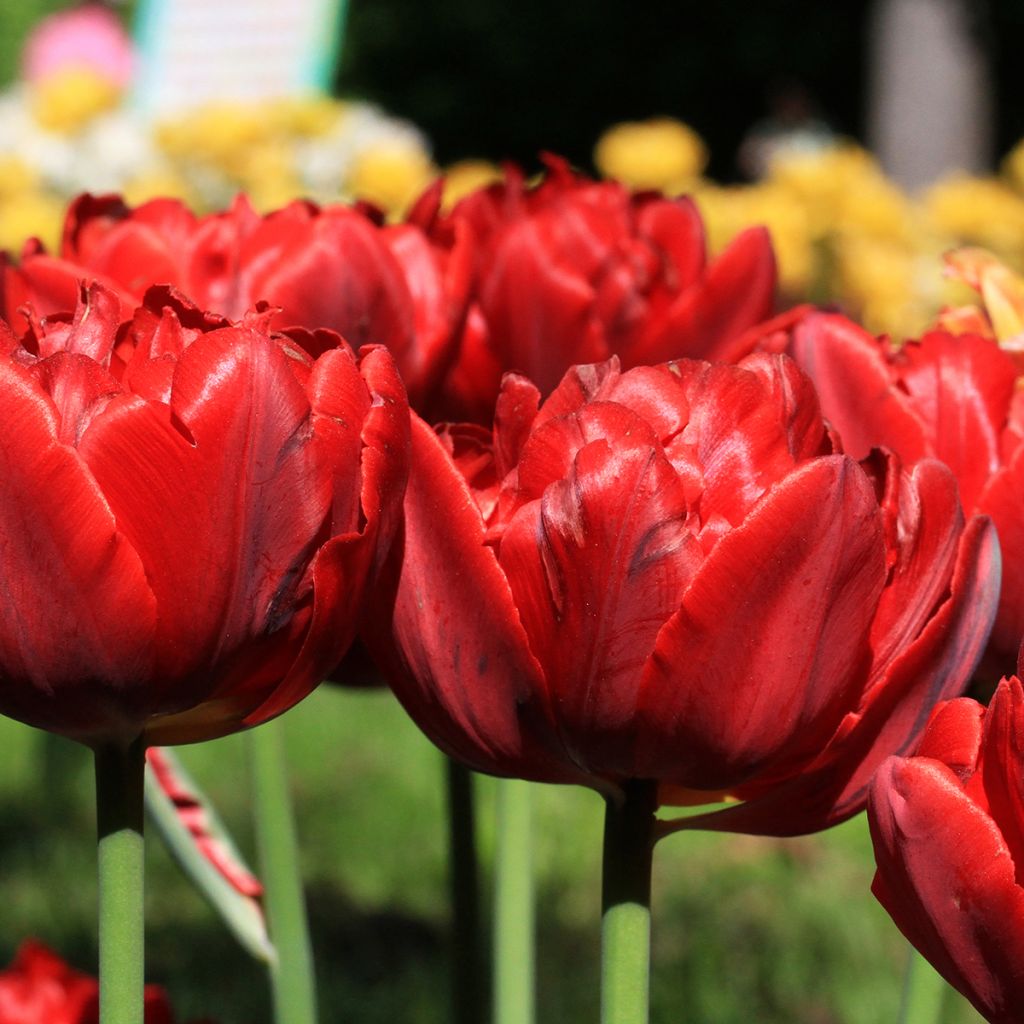 Tulipe double tardive Red Princess