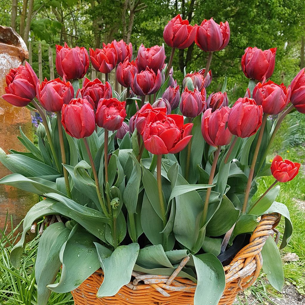 Tulipe double tardive Red Princess