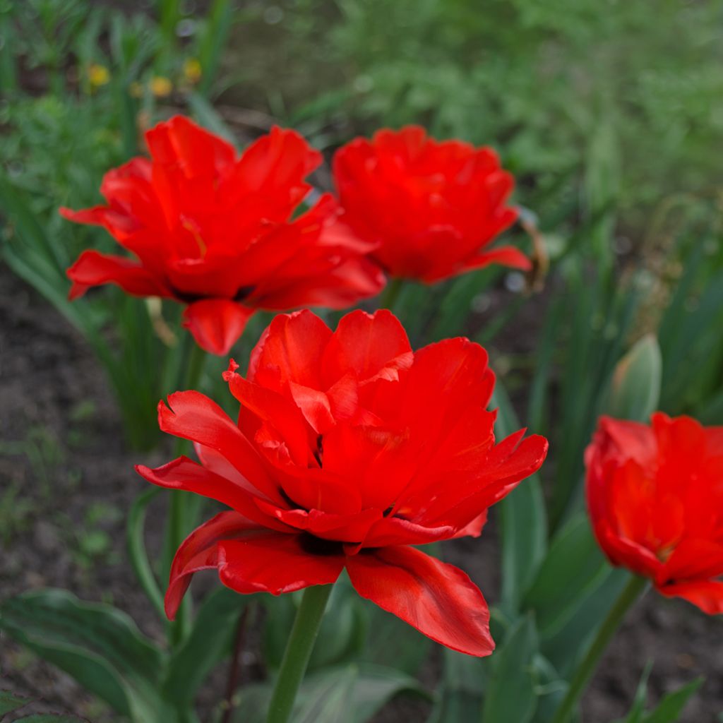 Tulipe double tardive Red Princess