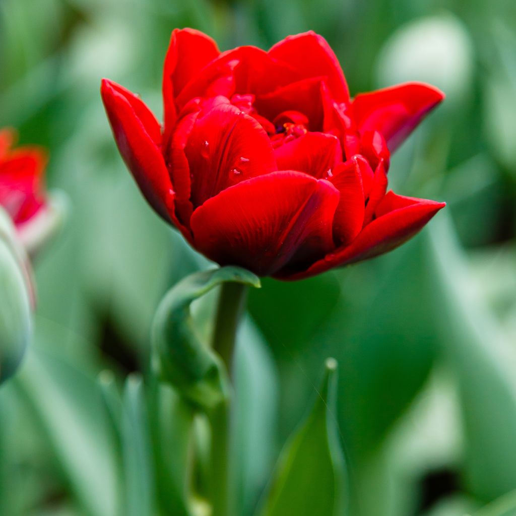 Tulipe double tardive Red Princess