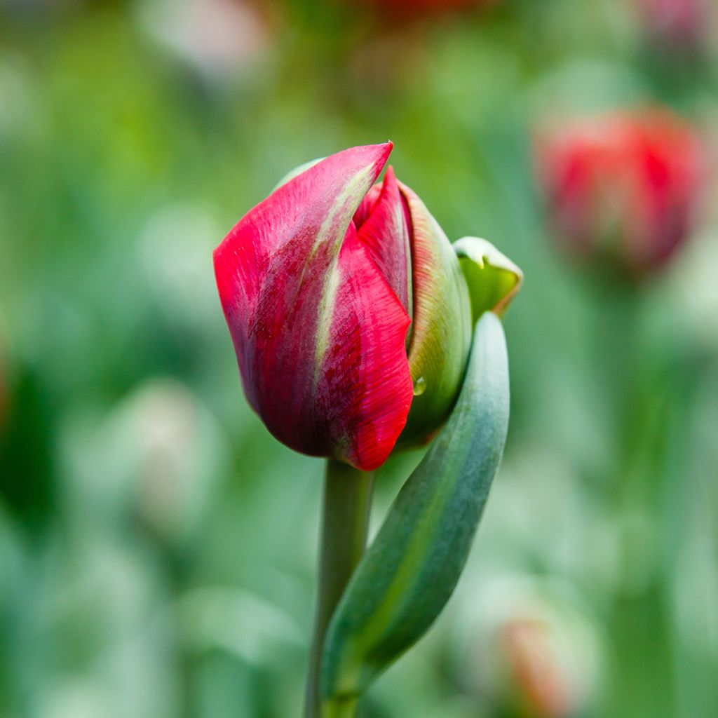 Tulipe double tardive Red Princess