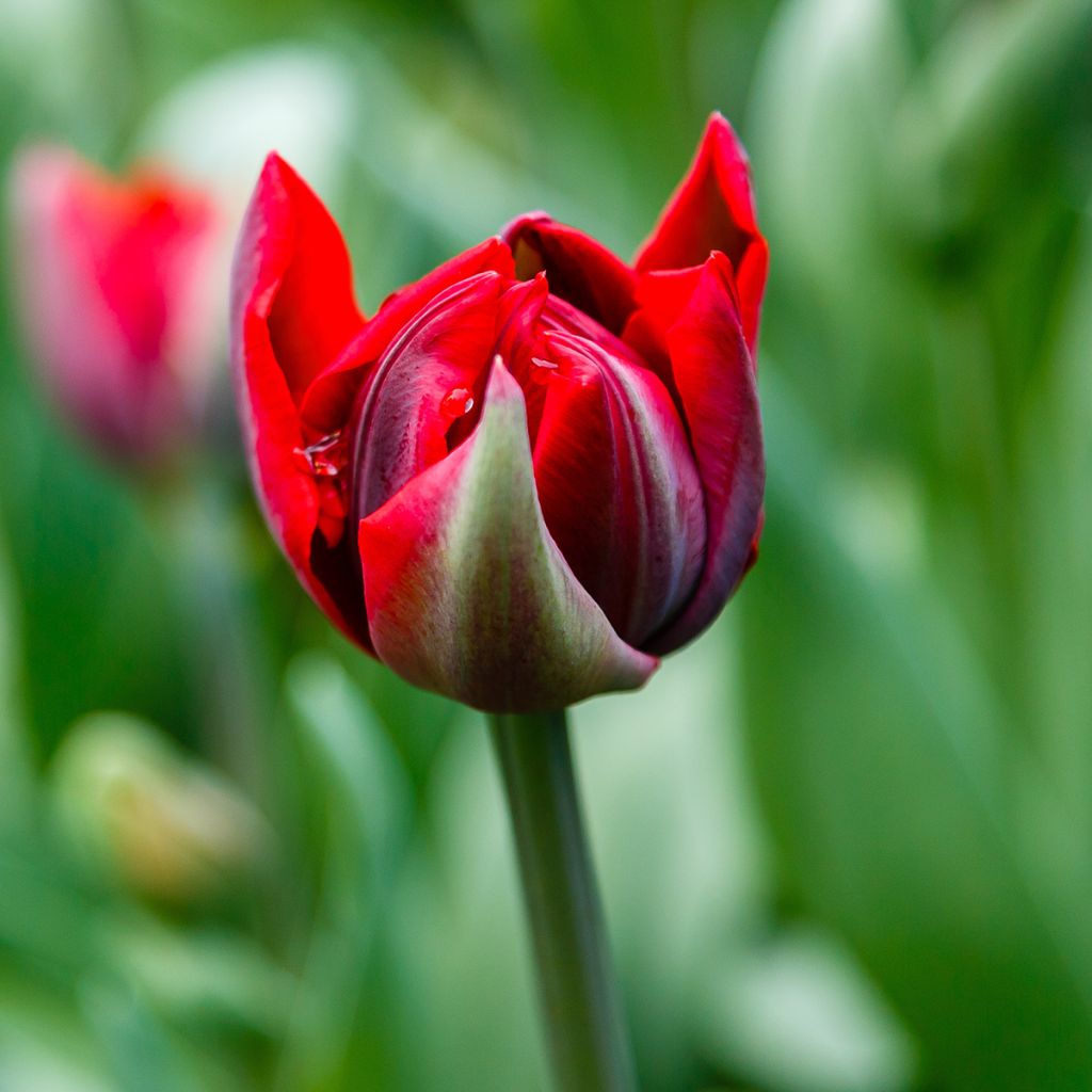 Tulipe double tardive Red Princess