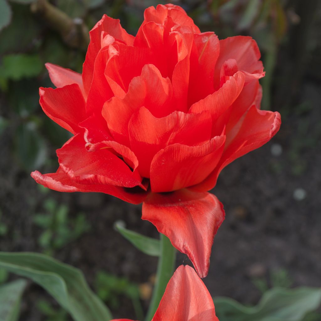 Tulipe double tardive Red Princess