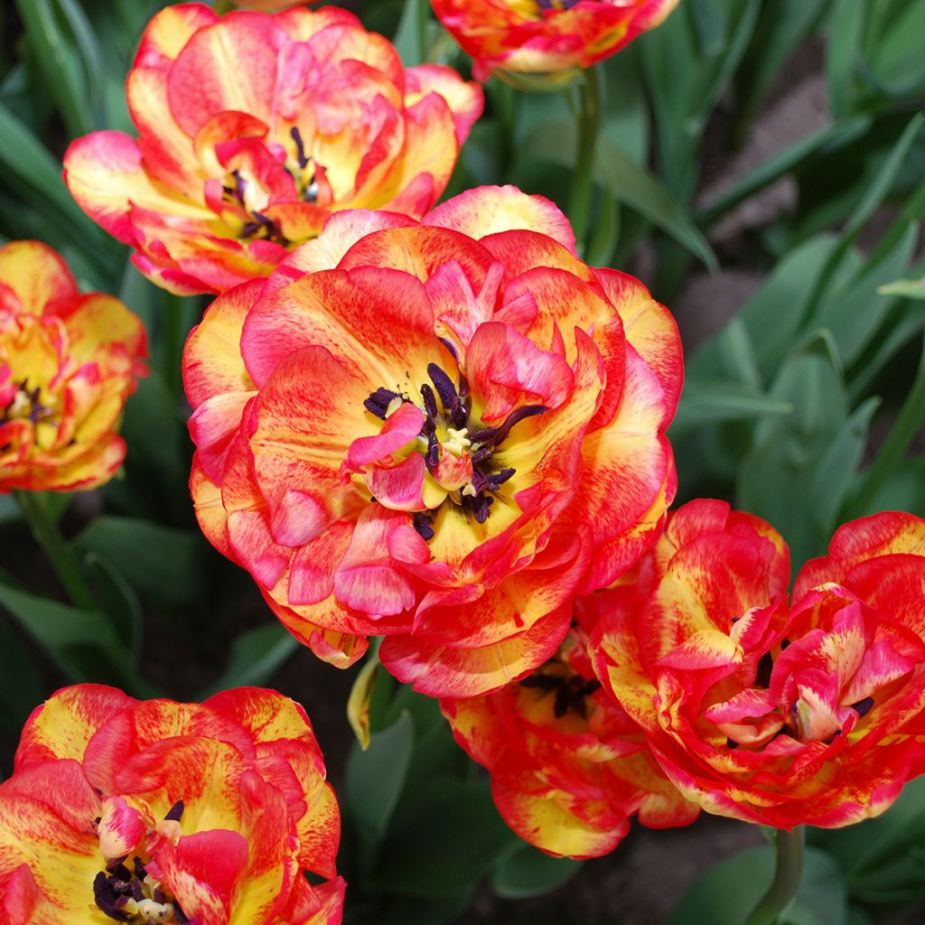 Tulipe double tardive Sundowner