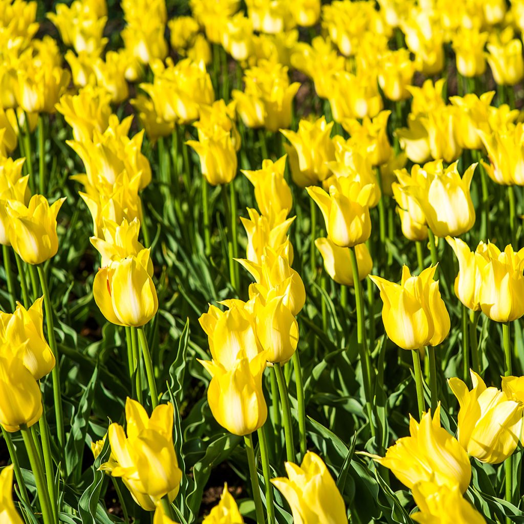 Tulipe fleur de Lys Ballade Gold