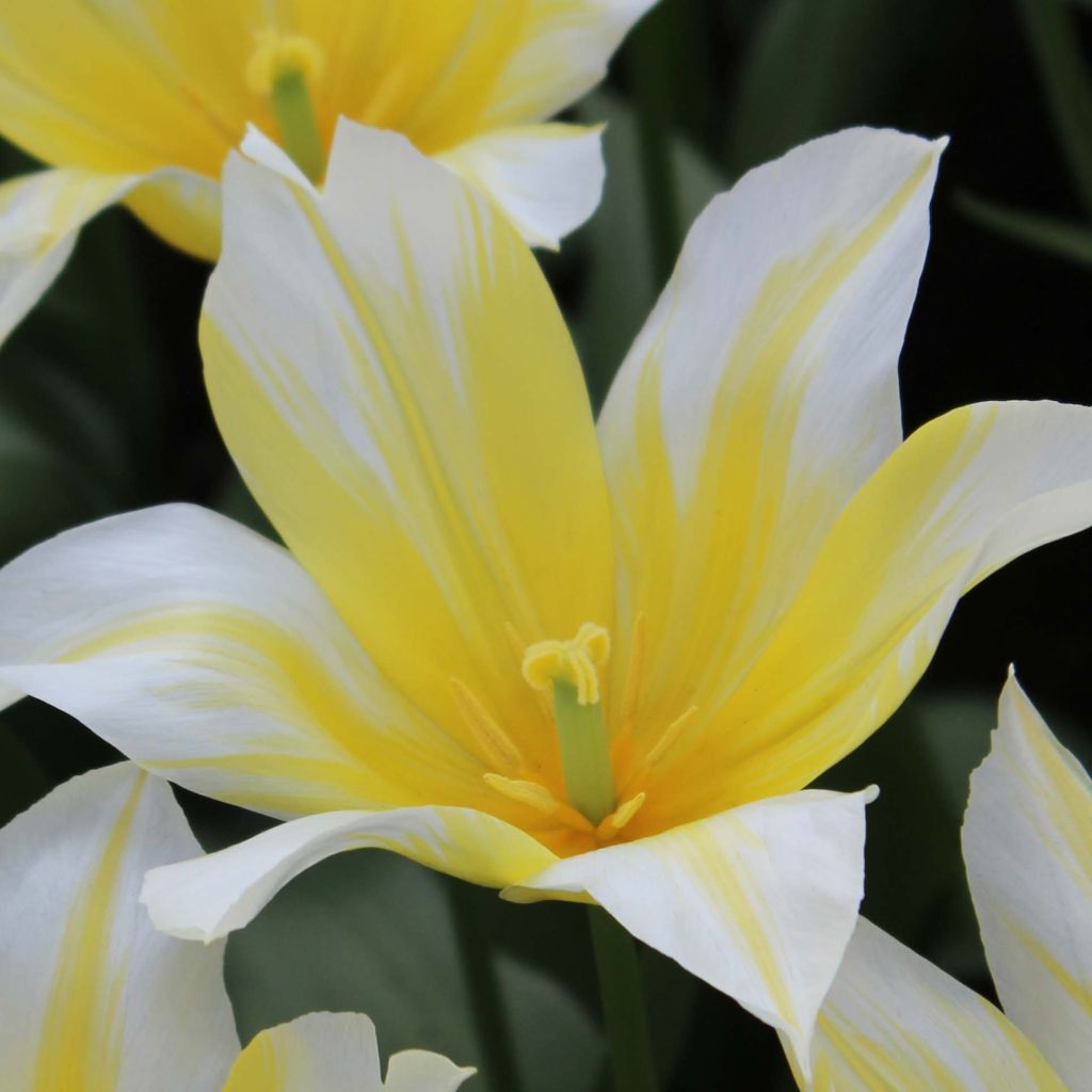 Tulipe fleur de lis Budlight