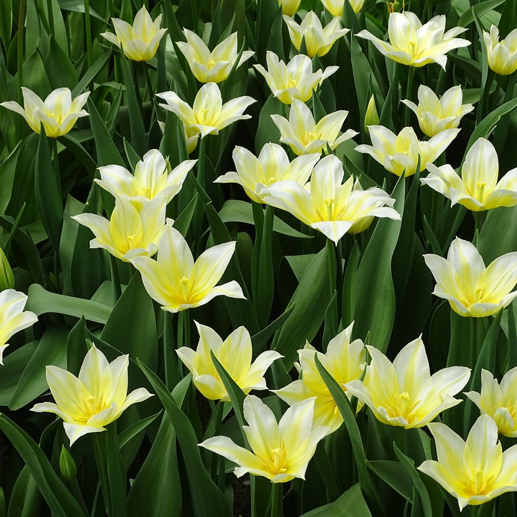Tulipe Fleur de Lis Budlight