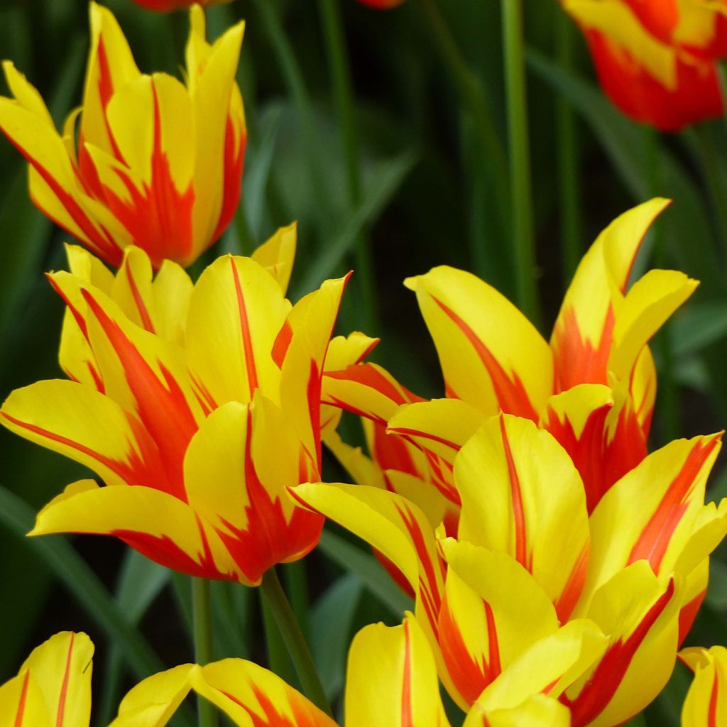 Tulipe fleur de lis Fire Wings