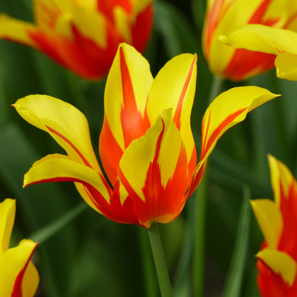 Tulipe fleur de lis Fire Wings