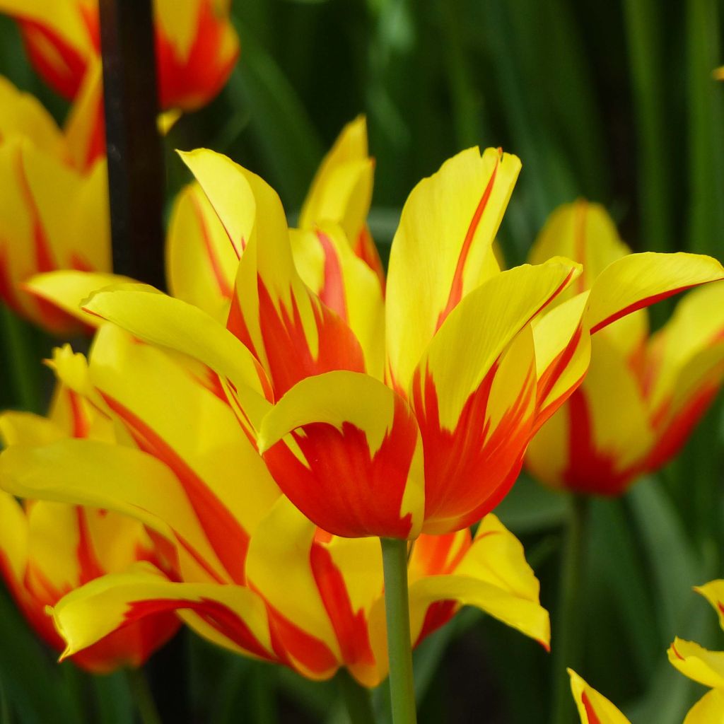 Tulipe fleur de lis Fire Wings