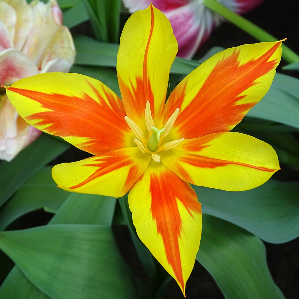 Tulipe fleur de lis Fire Wings