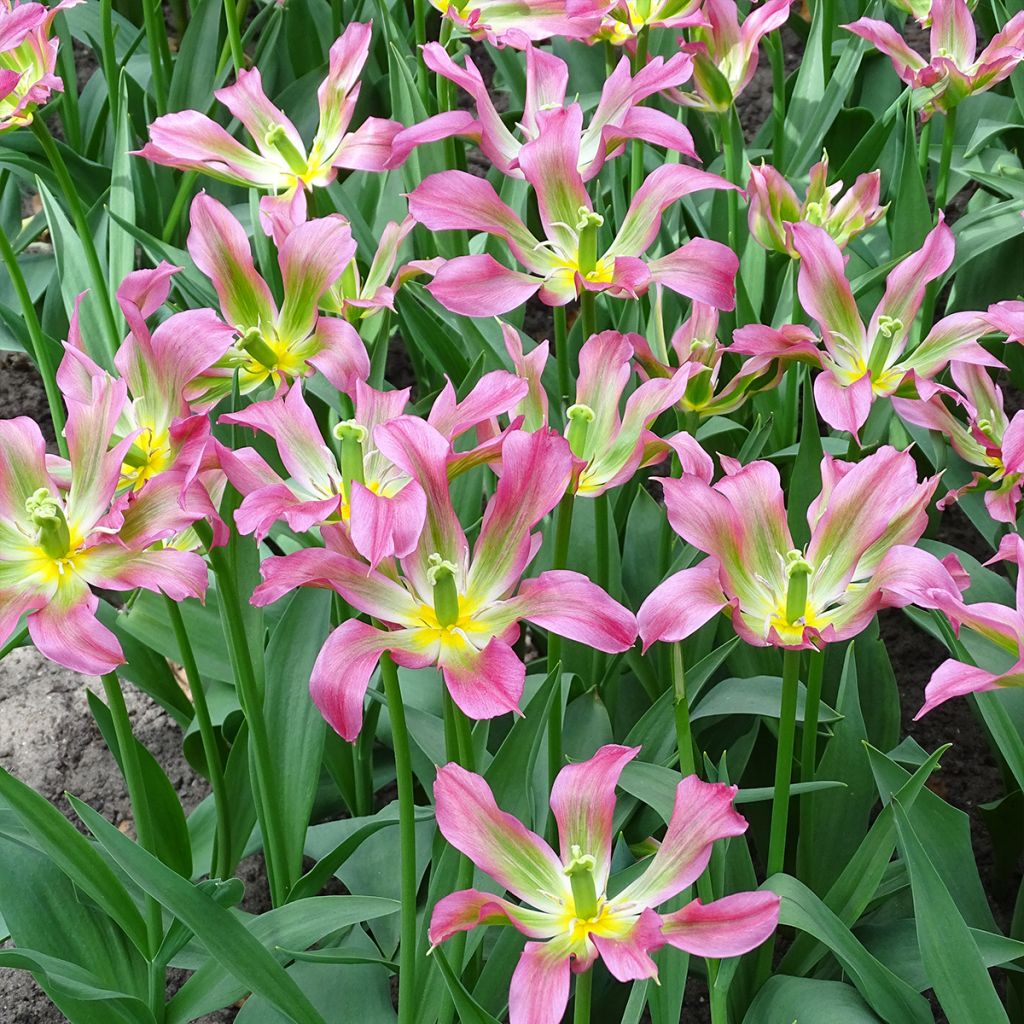 Tulipe fleur de lis Love Dance