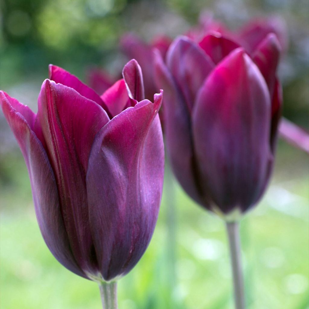Tulipe fleur de lis Merlot