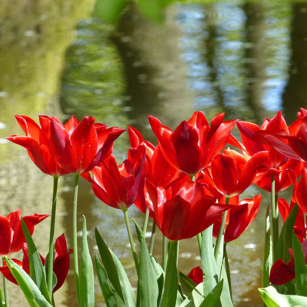 Tulipe fleur de lis Red Shine