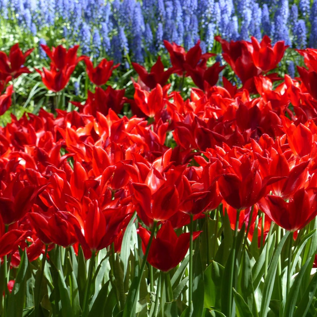 Tulipe fleur de lis Red Shine