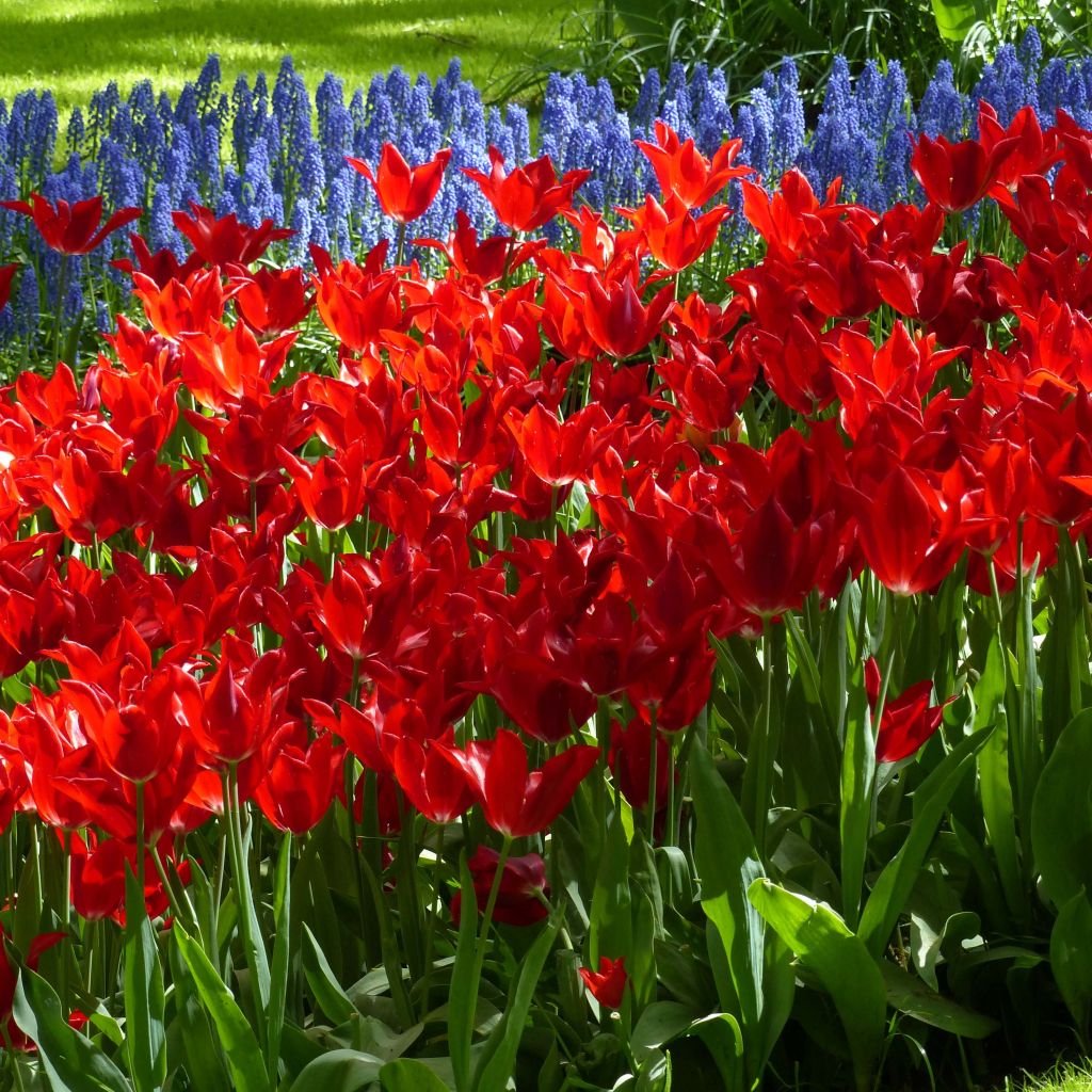 Tulipe fleur de lis Red Shine