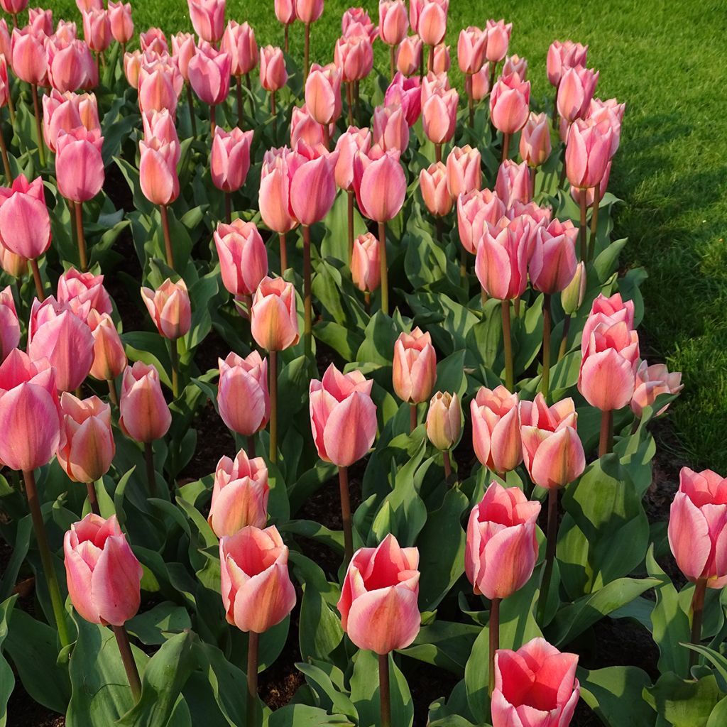 Tulipe fosteriana Albert Heijn