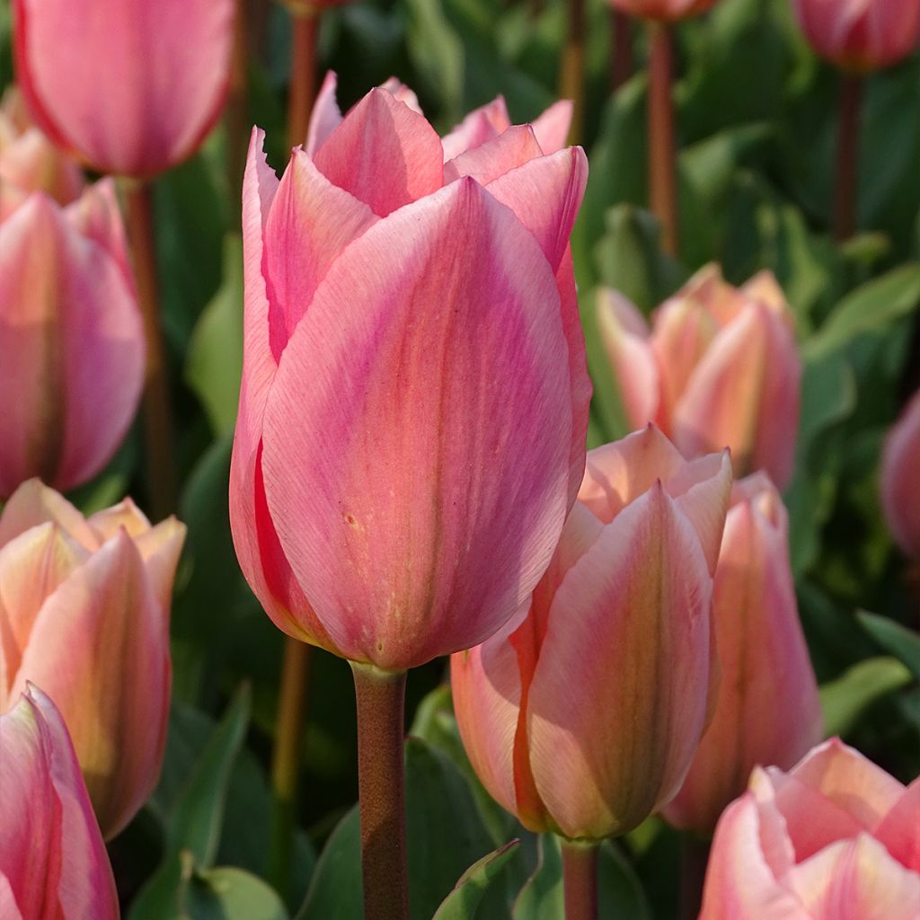 Tulipe fosteriana Albert Heijn