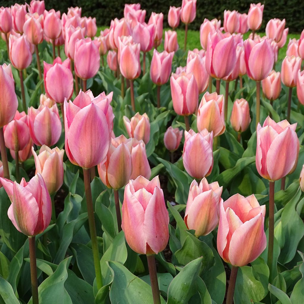 Tulipe fosteriana Albert Heijn