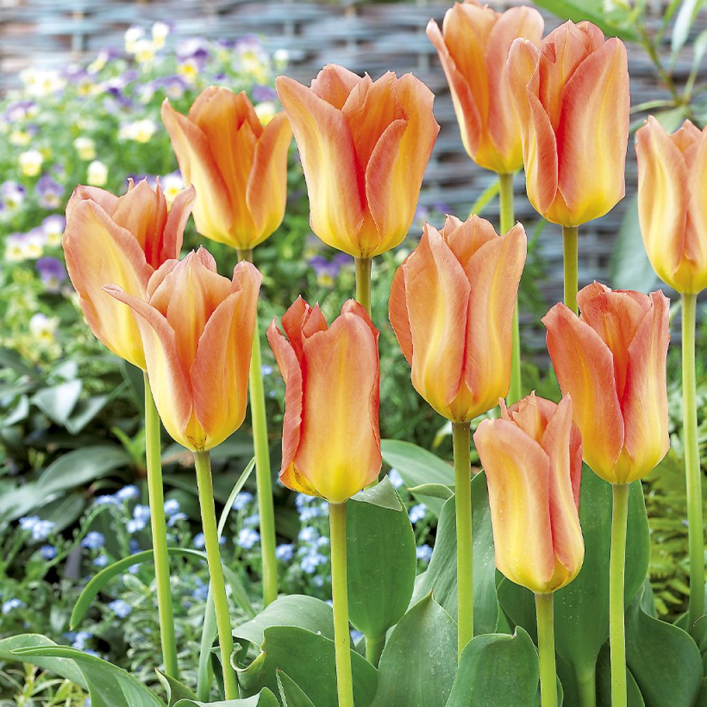 Tulipe fosteriana Apricot Emperor