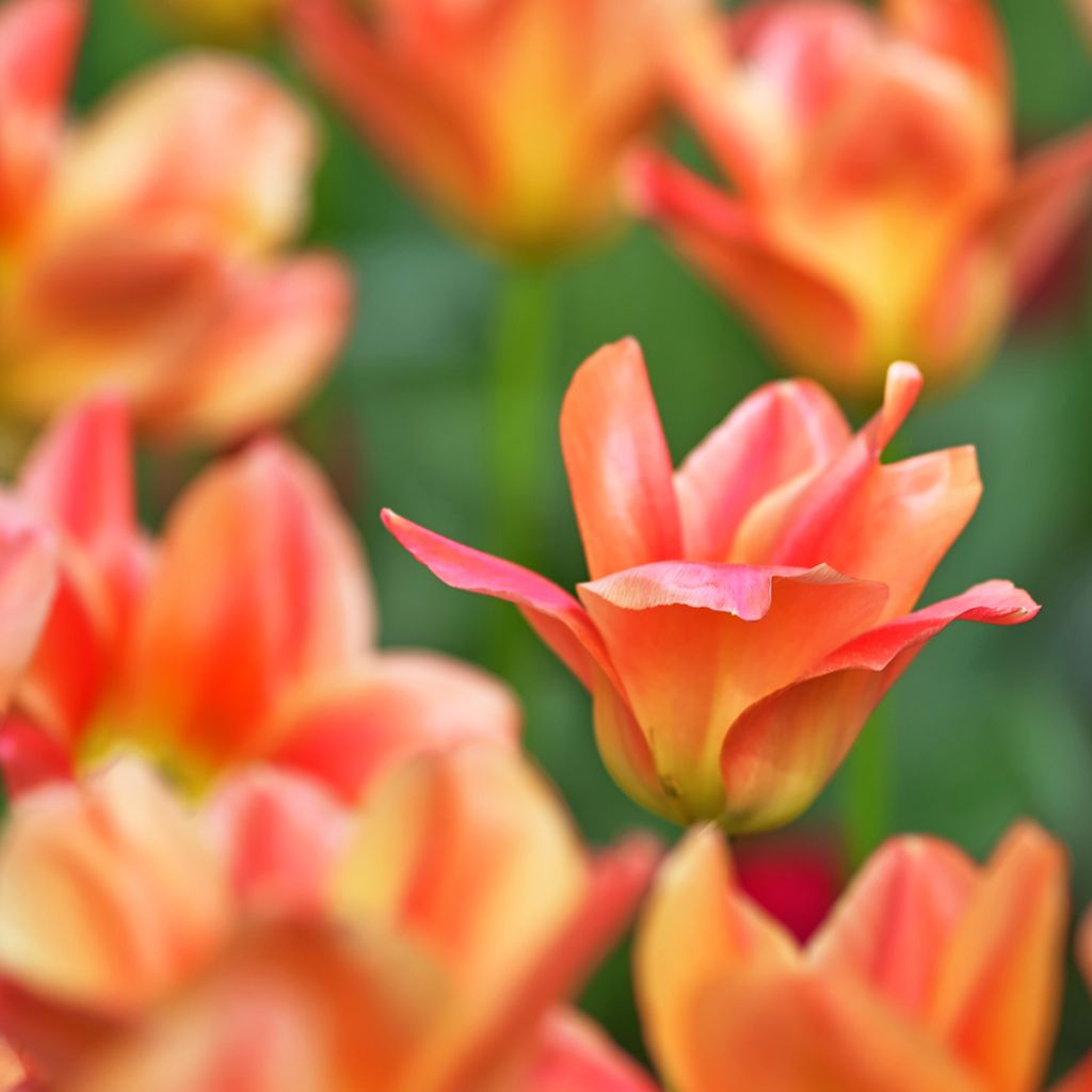Tulipe fosteriana Apricot Emperor