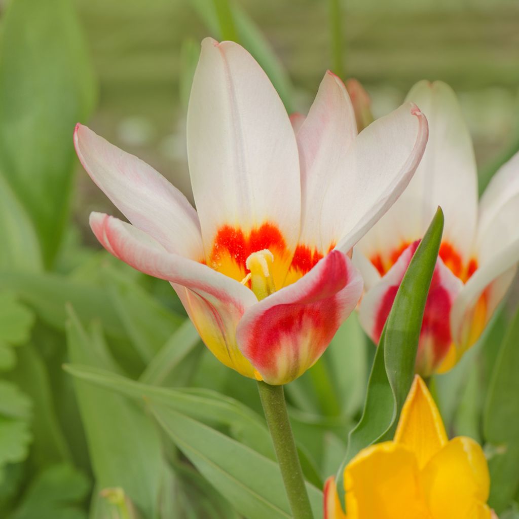 Tulipe fosteriana Border Legend