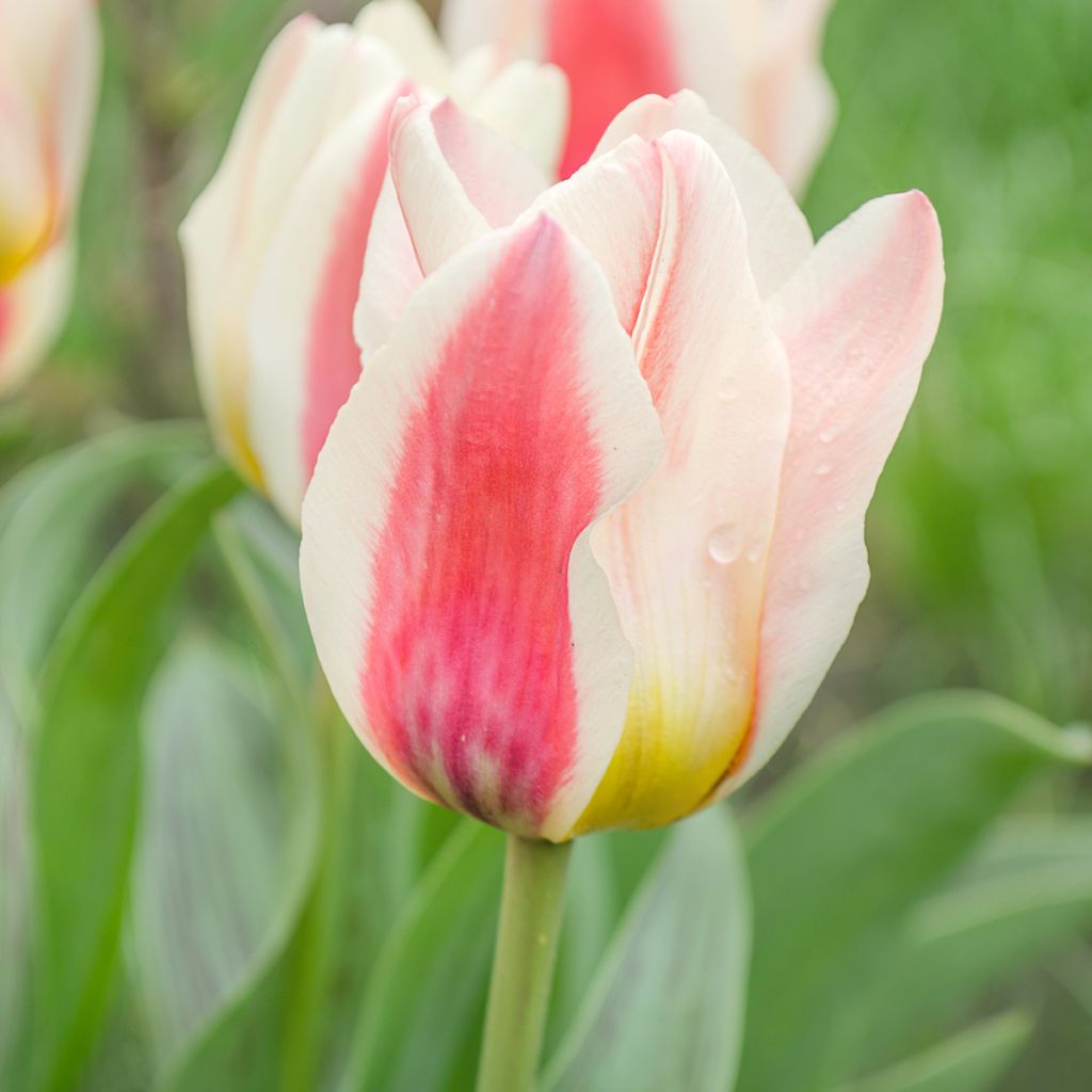 Tulipe fosteriana Border Legend