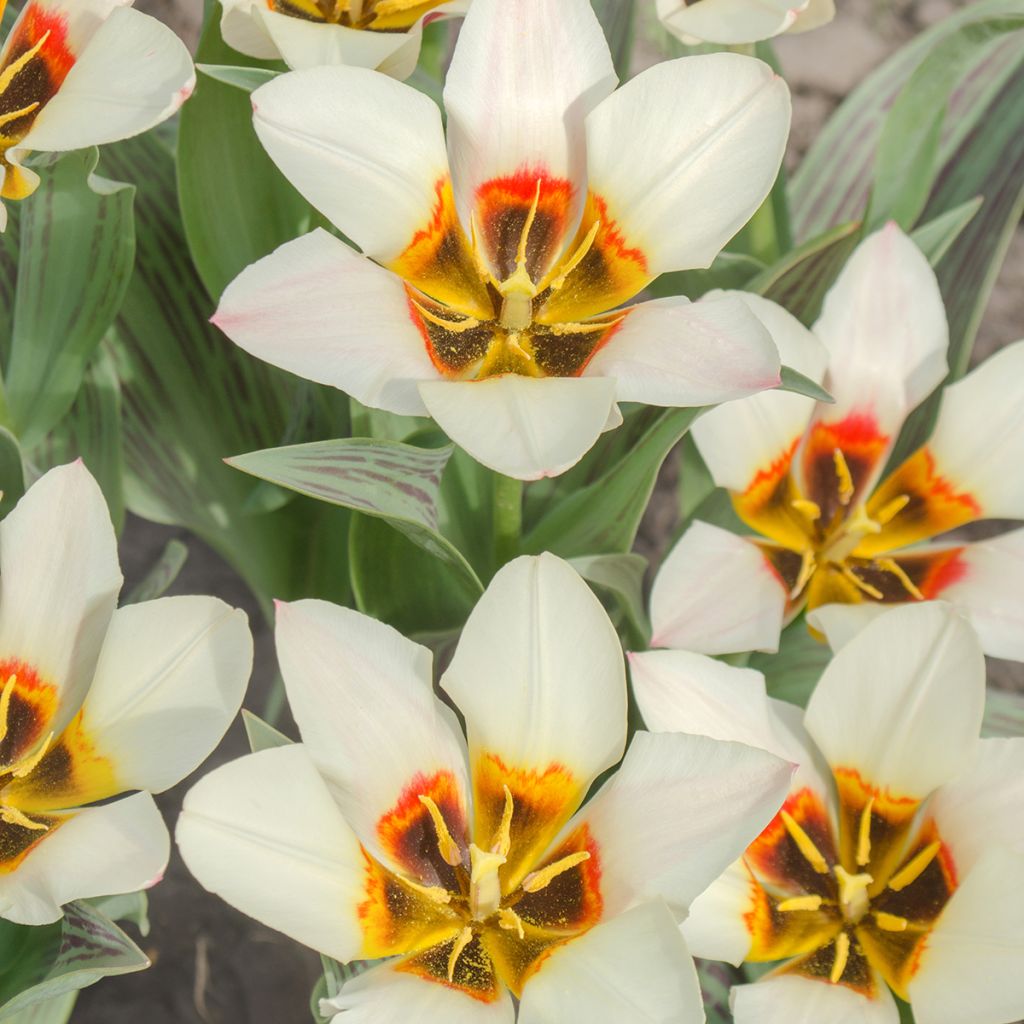 Tulipe fosteriana Border Legend