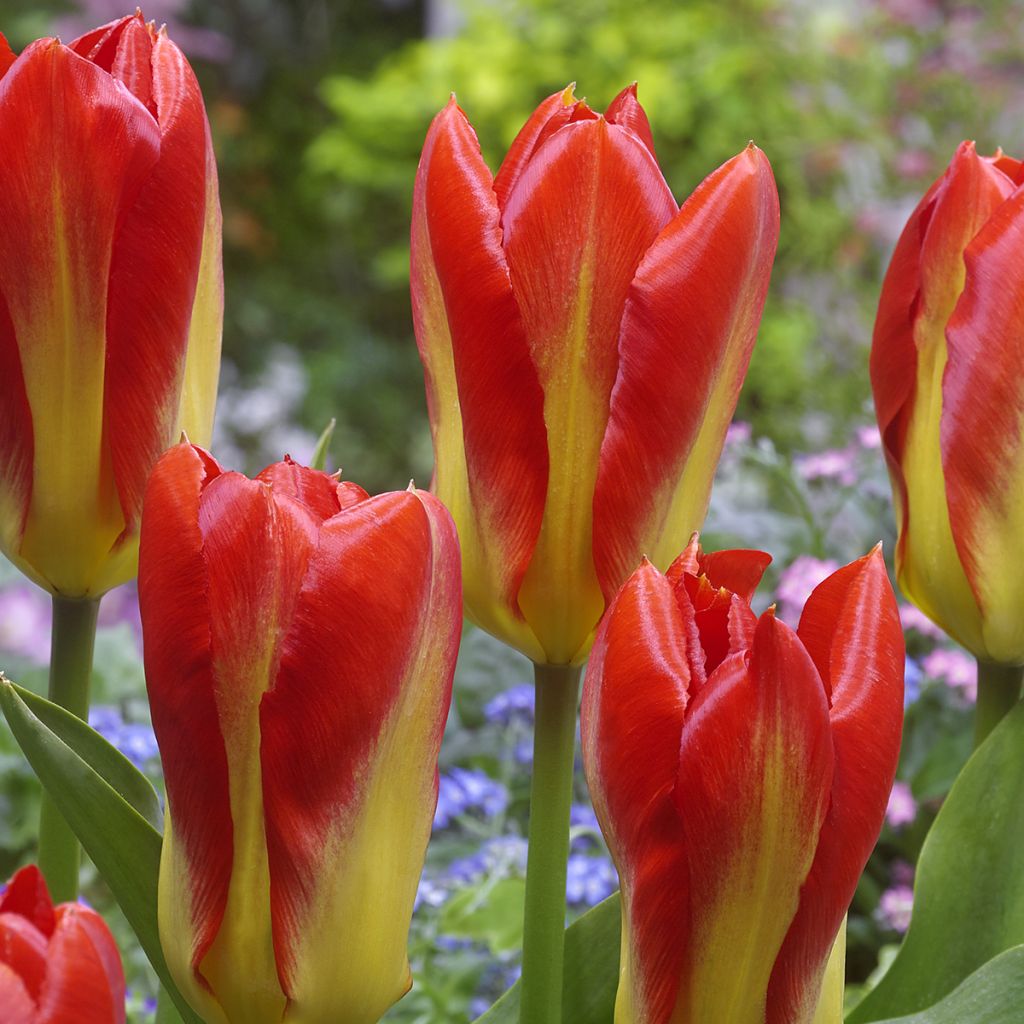 Tulipe fosteriana Candela Festival