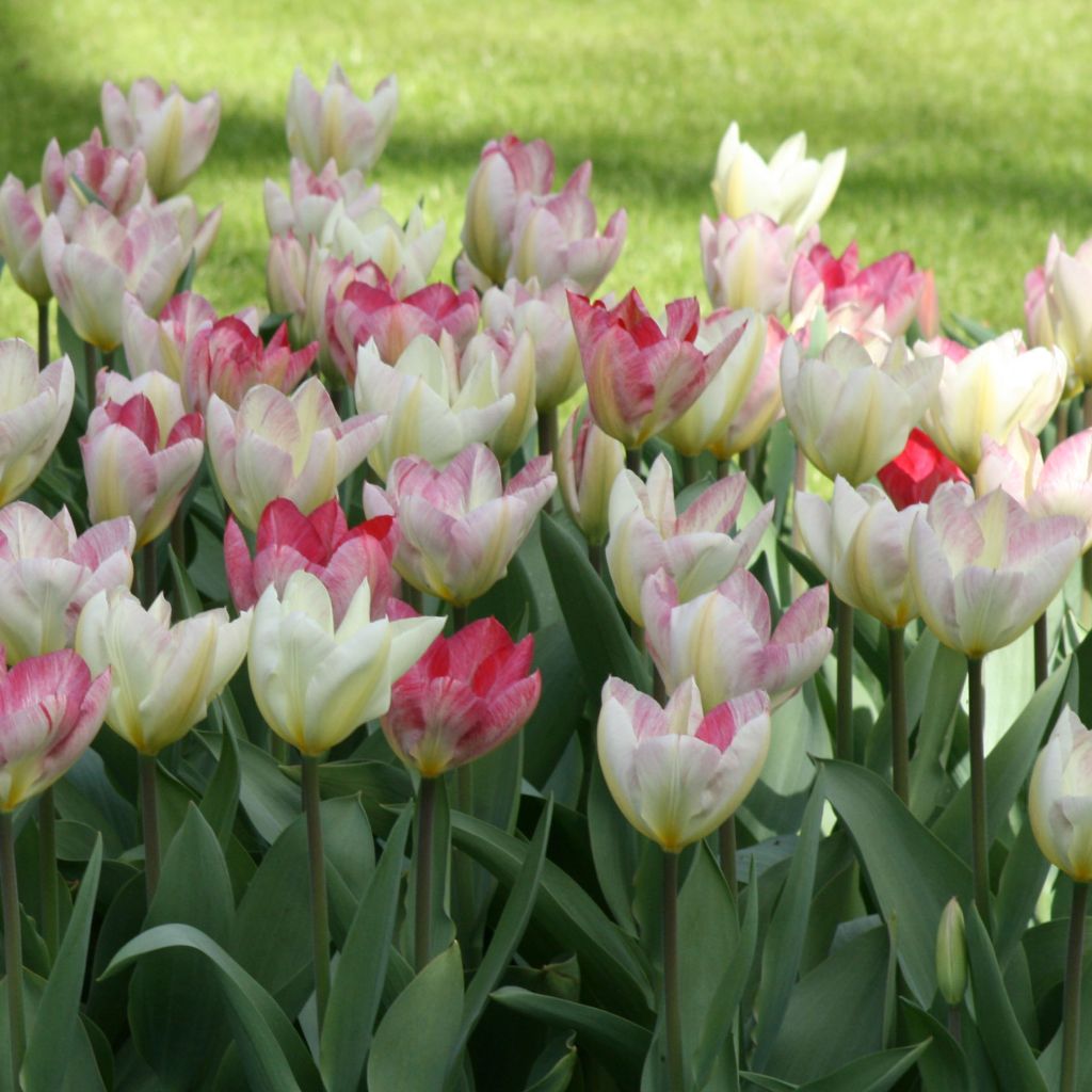 Tulipe fosteriana Flaming Purissima