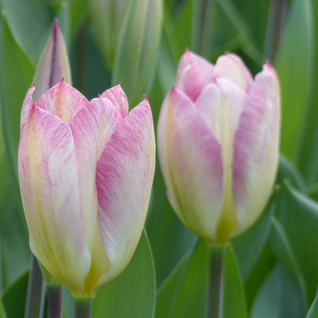 Tulipe fosteriana Flaming Purissima