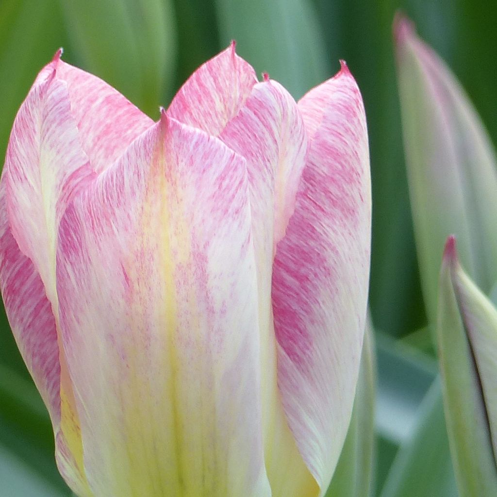 Tulipe fosteriana Flaming Purissima