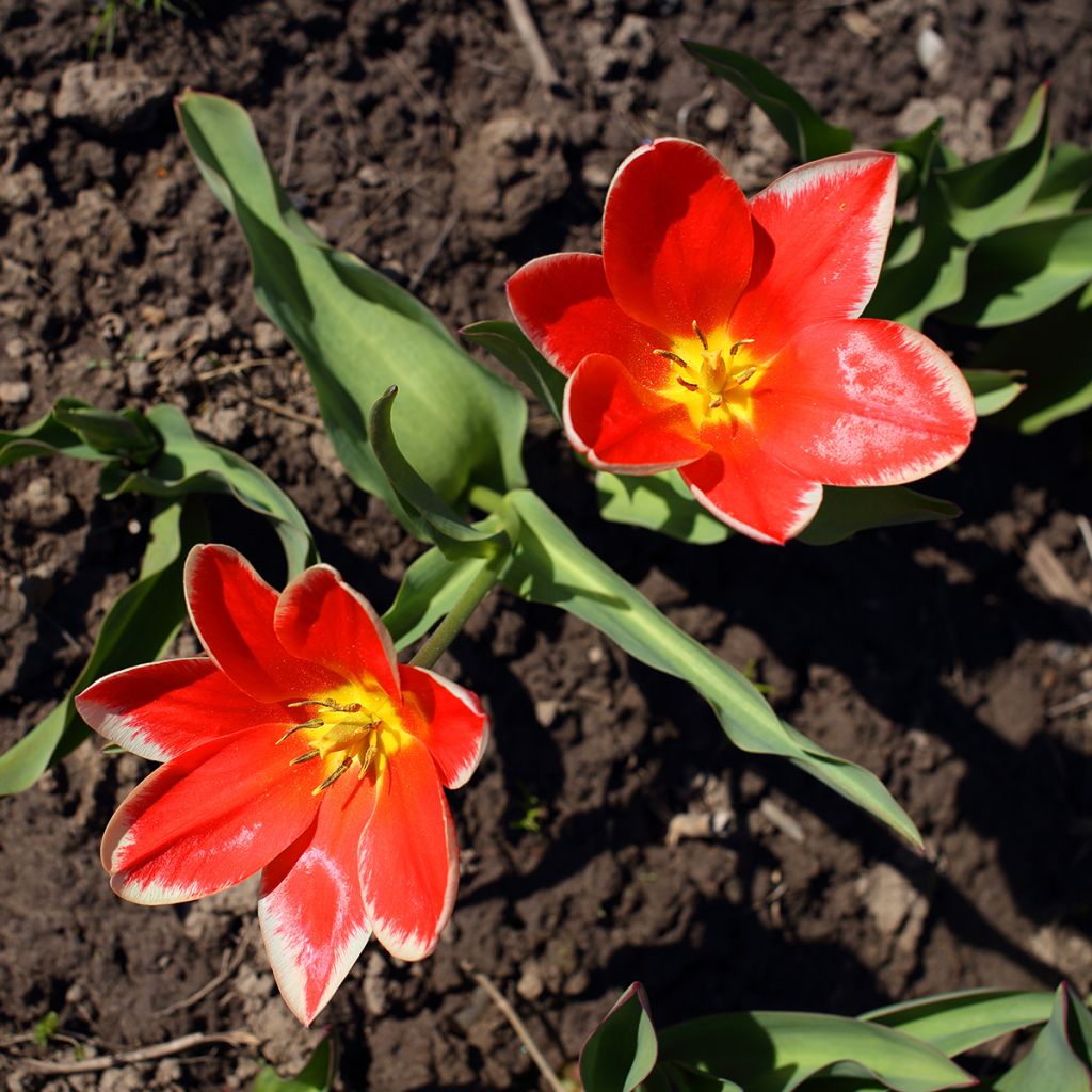 Tulipe fosteriana Pirand
