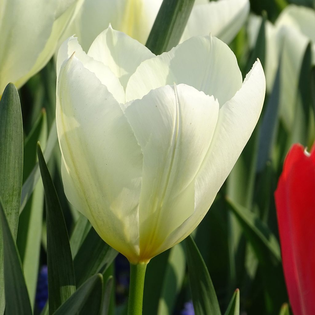 Tulipe fosteriana Purissima