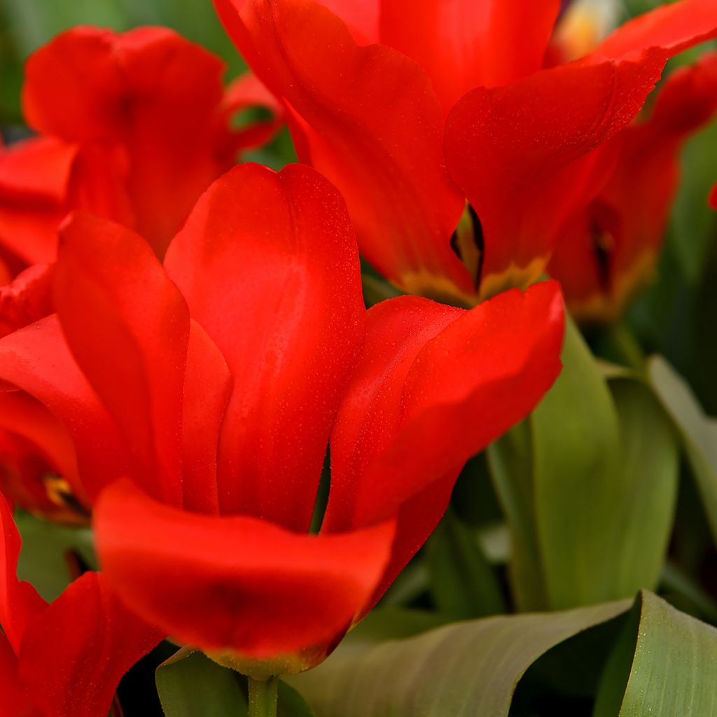 Tulipe fosteriana Red Emperor (Madame Lefeber)