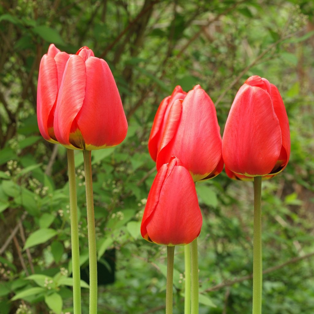 Tulipe fosteriana Red Emperor (Madame Lefeber)