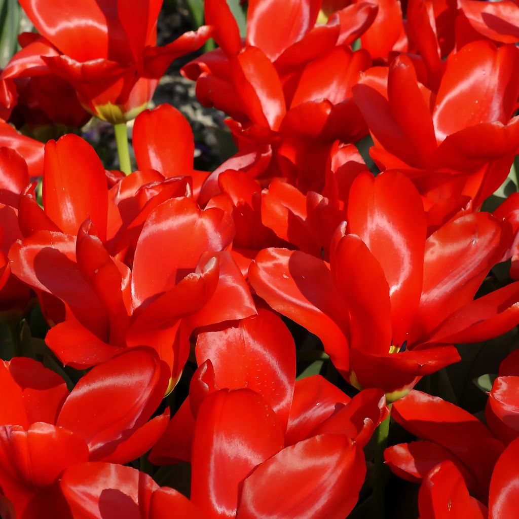 Tulipe fosteriana Red Emperor (Madame Lefeber)