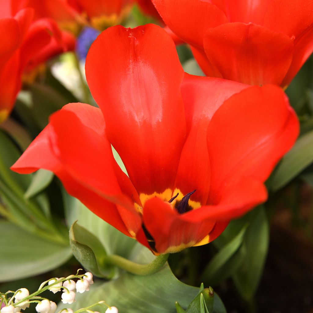 Tulipe fosteriana Red Emperor (Madame Lefeber)