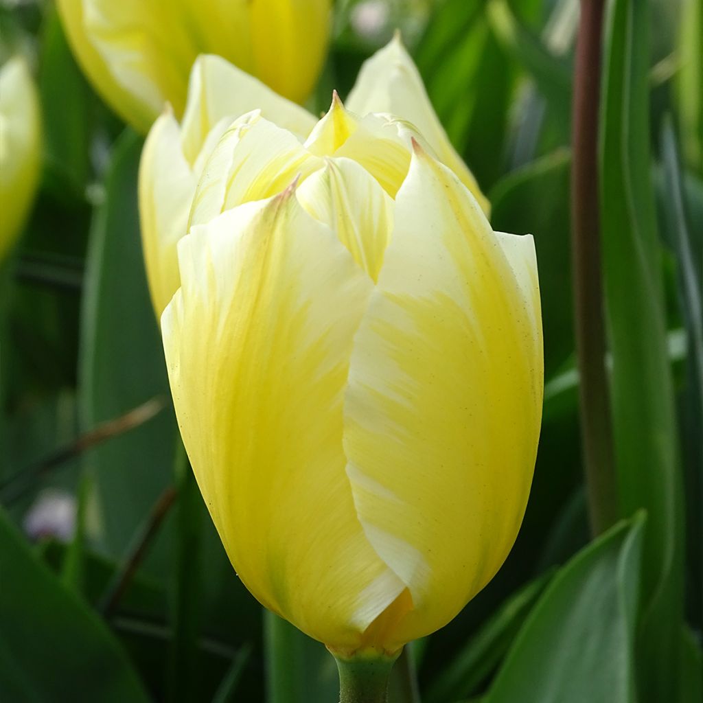 Tulipe fosteriana Sweetheart