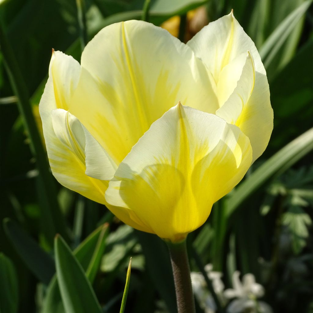 Tulipe fosteriana Sweetheart