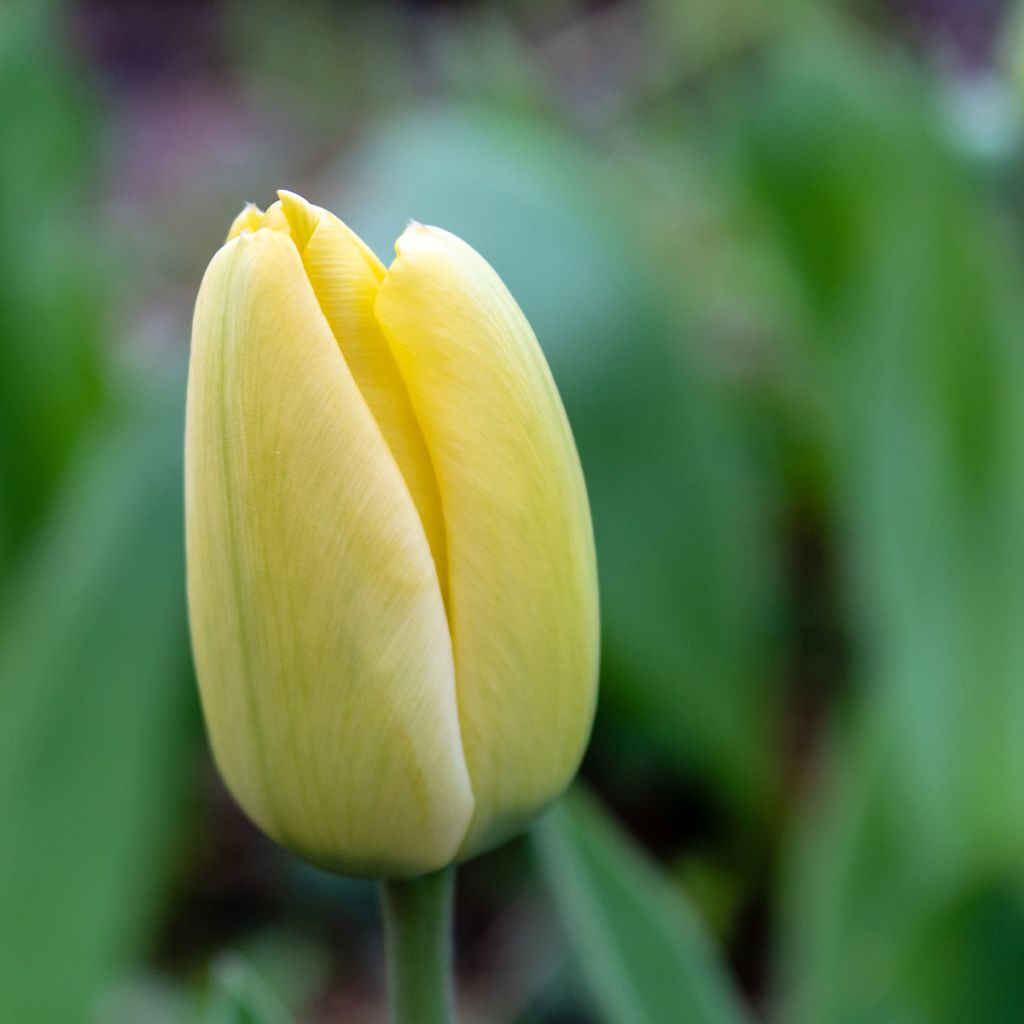Tulipe fosteriana Yellow Purissima