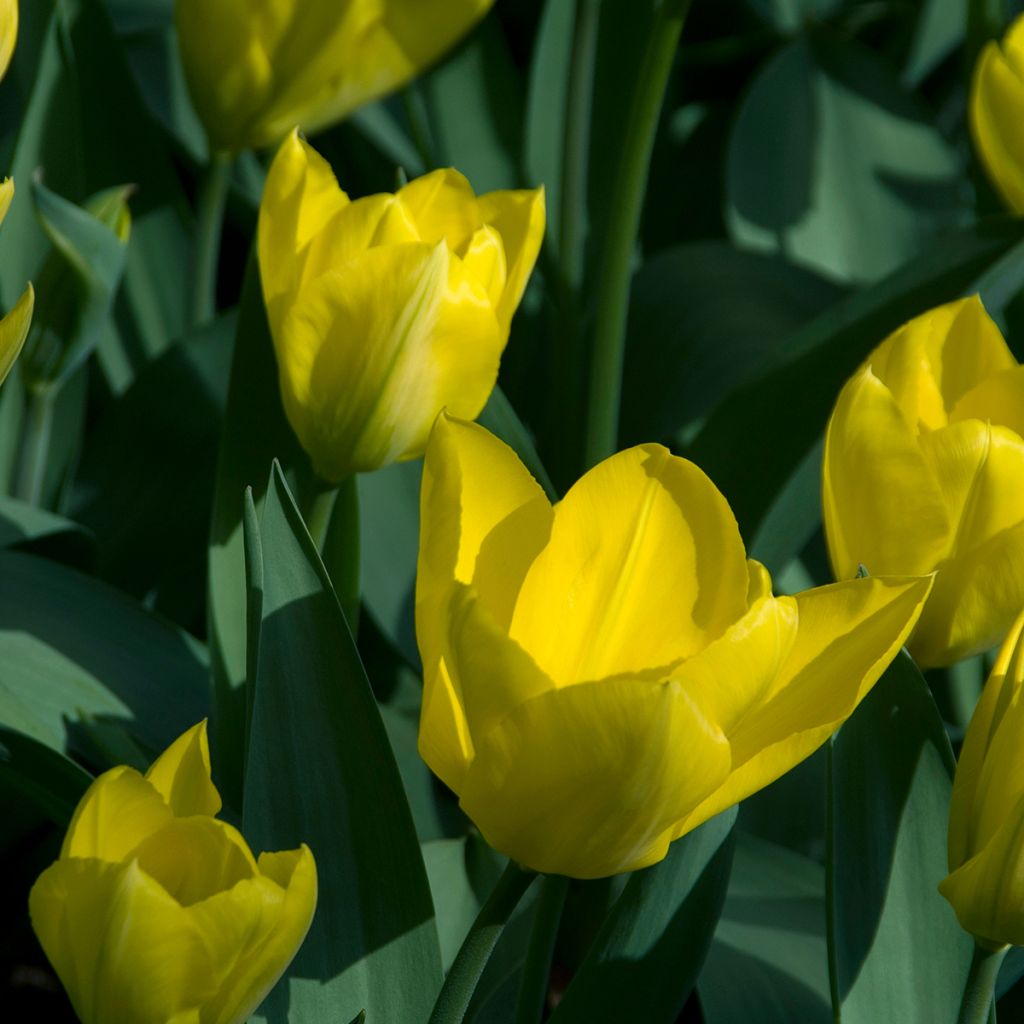 Tulipe fosteriana Yellow Purissima