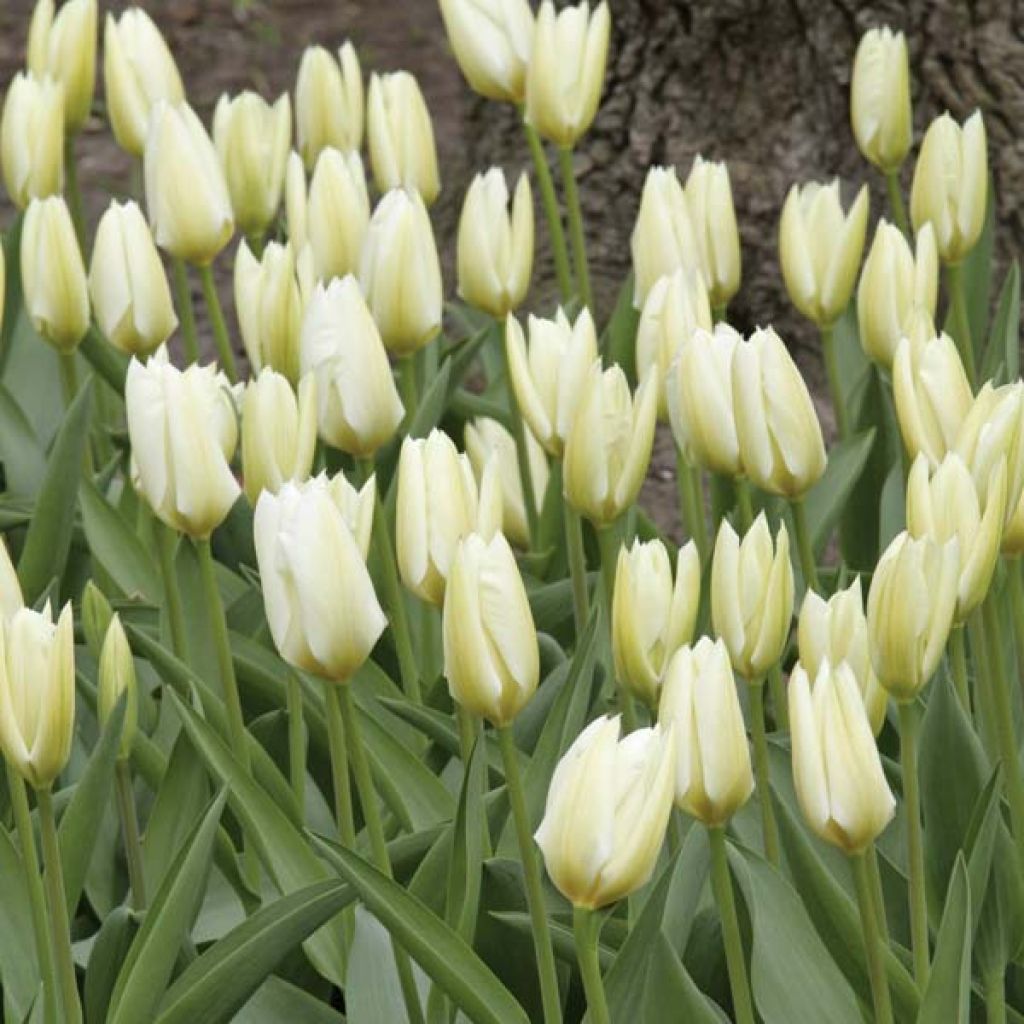 Tulipe Fosteriana Purissima