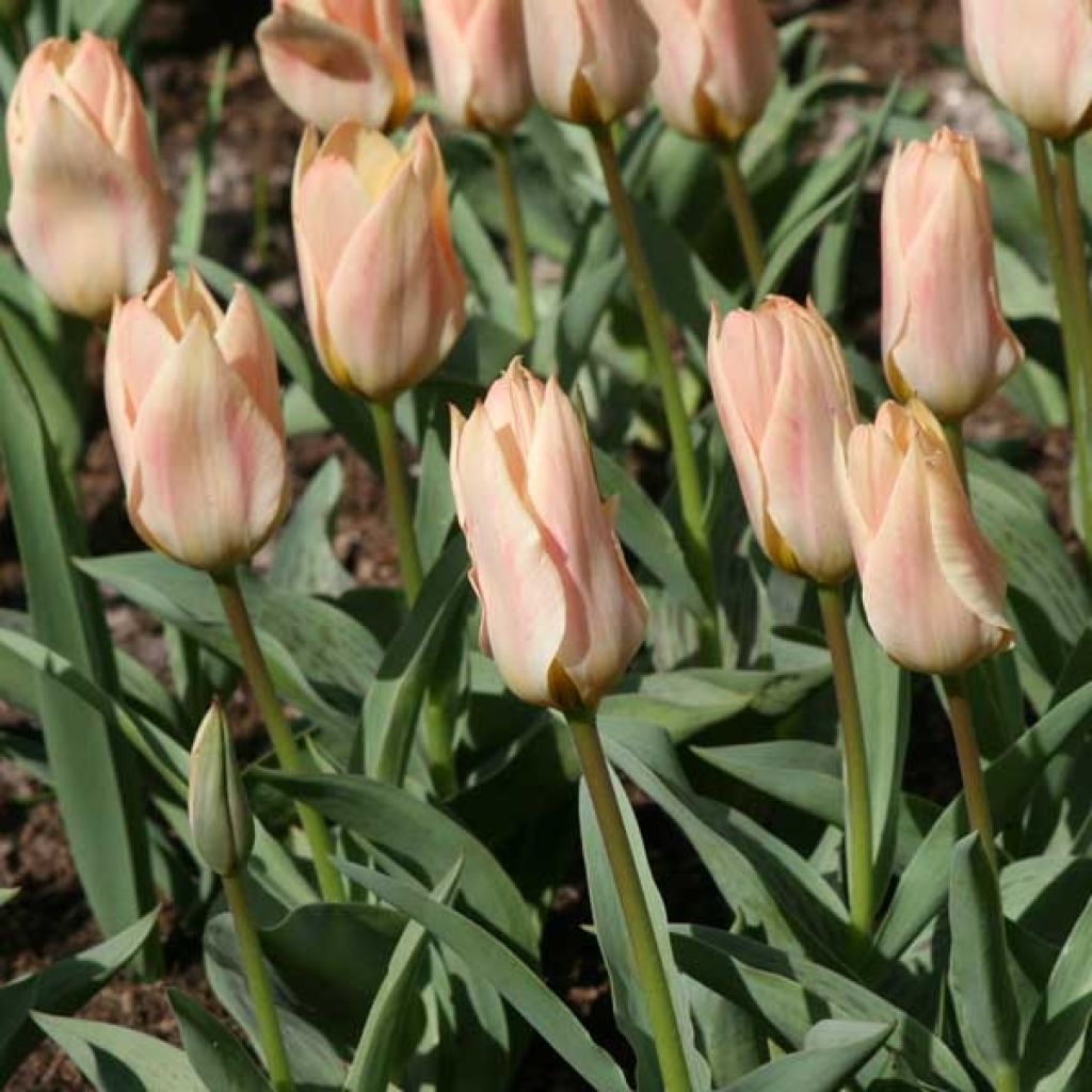 Tulipe Botanique Greigii Pour Elise